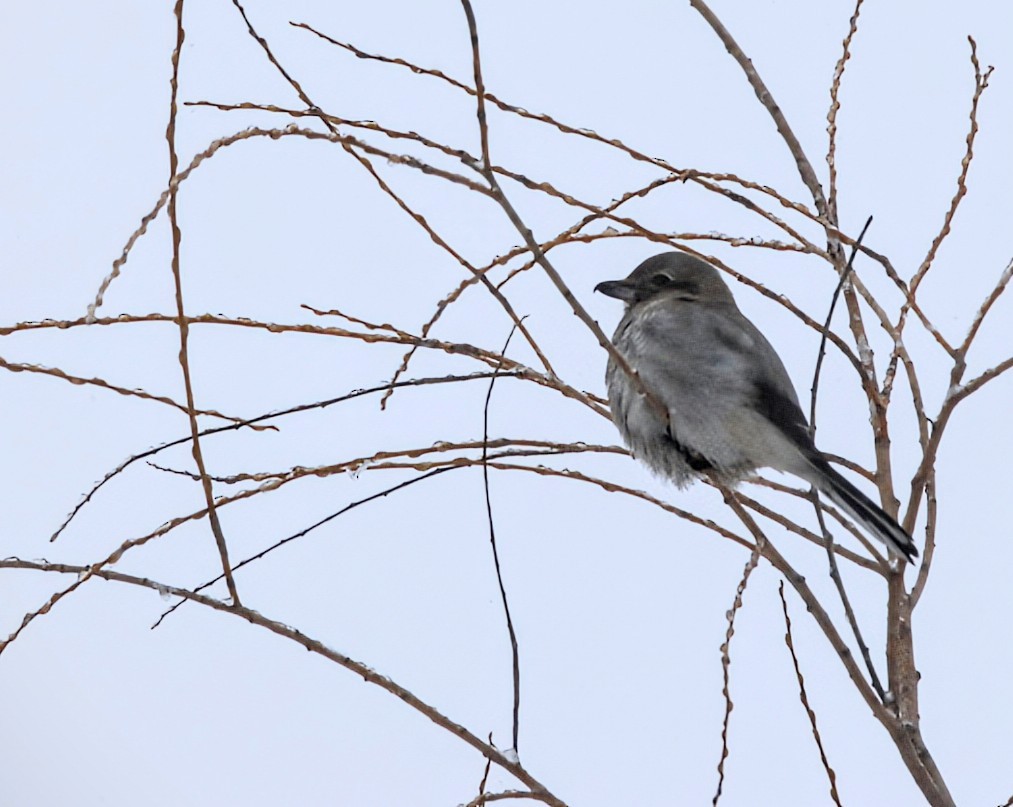 Northern Shrike - ML649001933