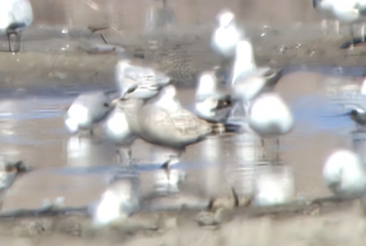 ニシセグロカモメ - ML649002093