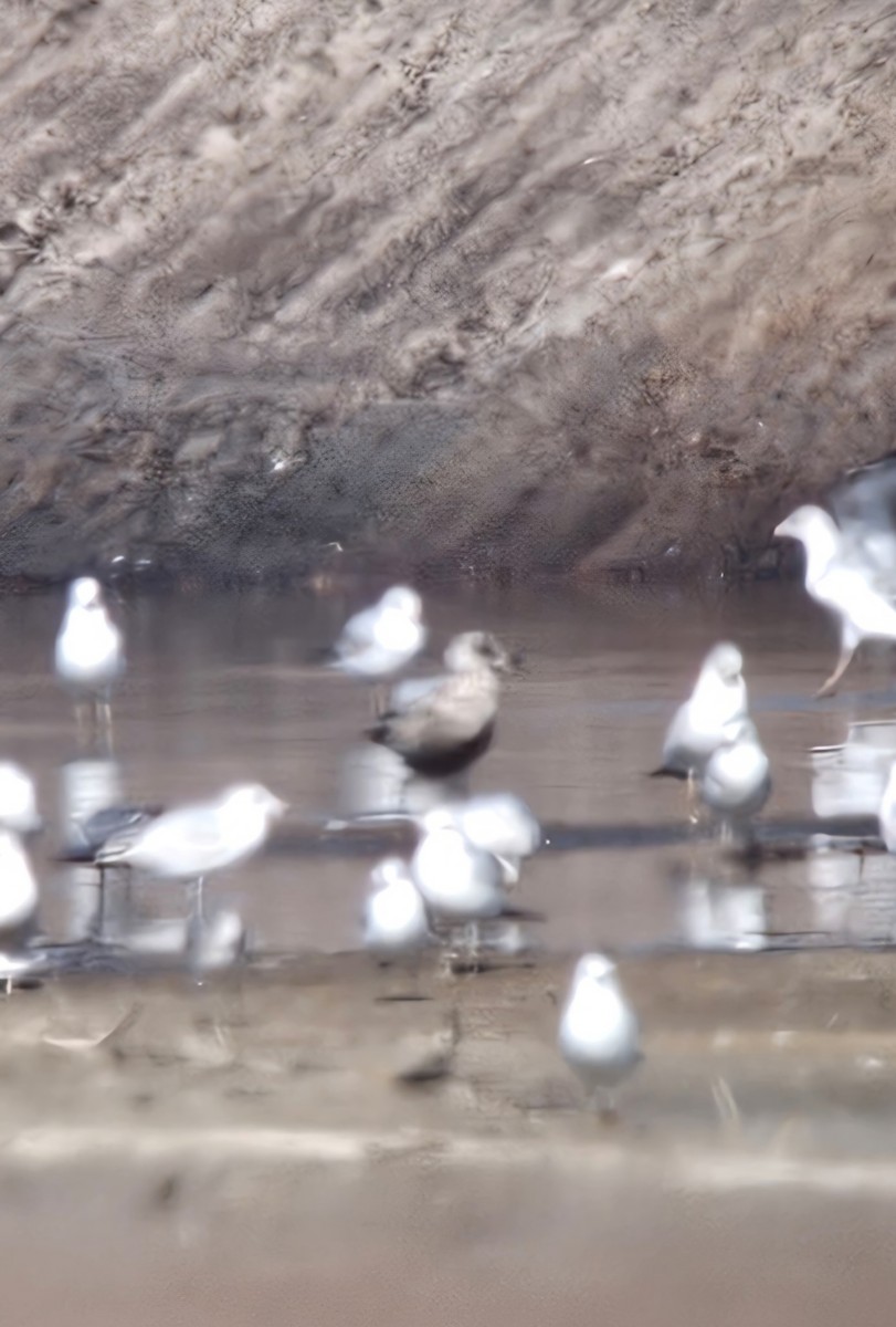 ニシセグロカモメ - ML649002094