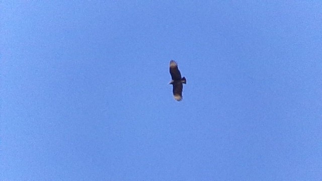 kondor havranovitý - ML649002351