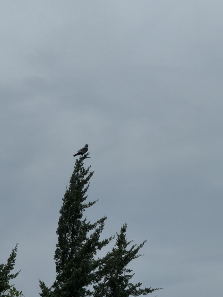 Mississippi Kite - ML649002639