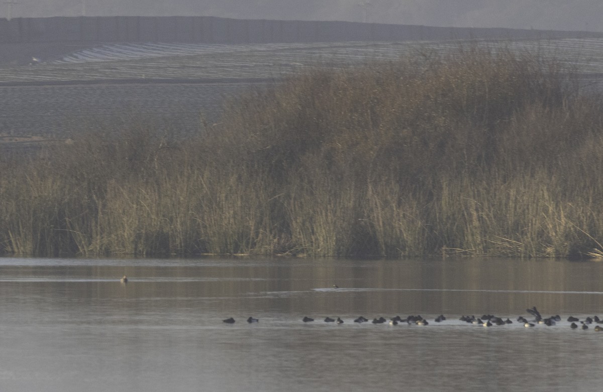 Büyük Elmabaş - ML649002835