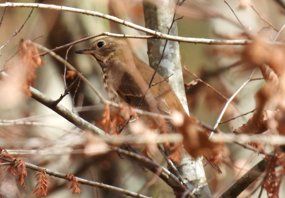 Hermit Thrush - ML649002907
