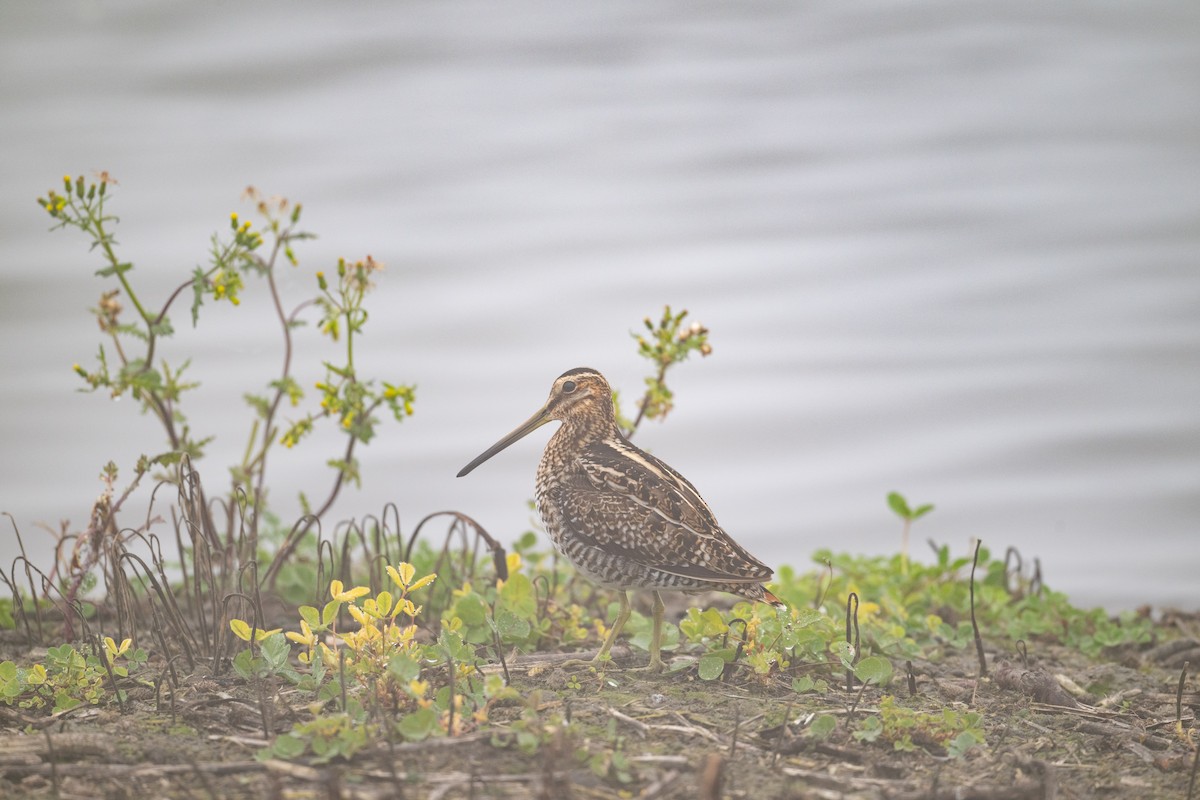 Wilson's Snipe - ML649003026