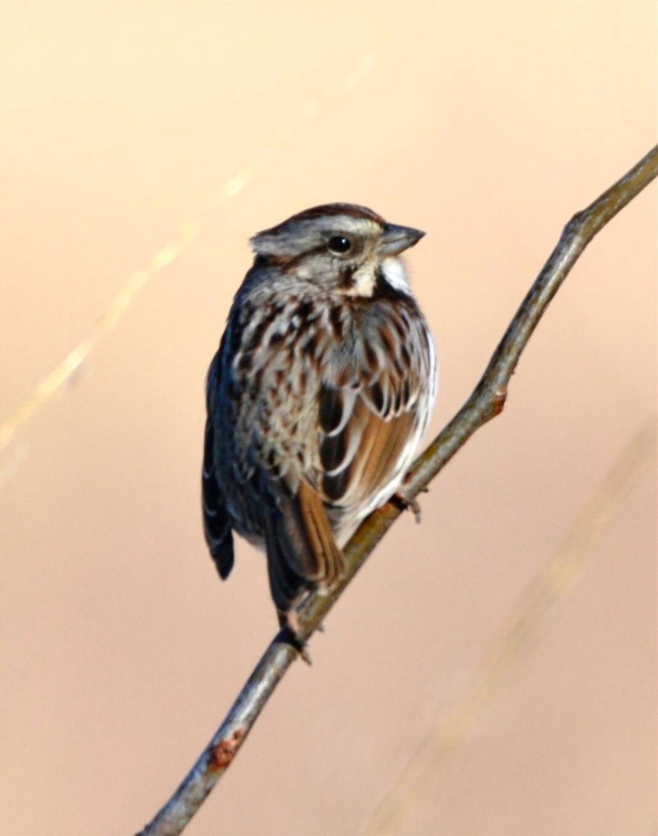 Song Sparrow - ML649003133