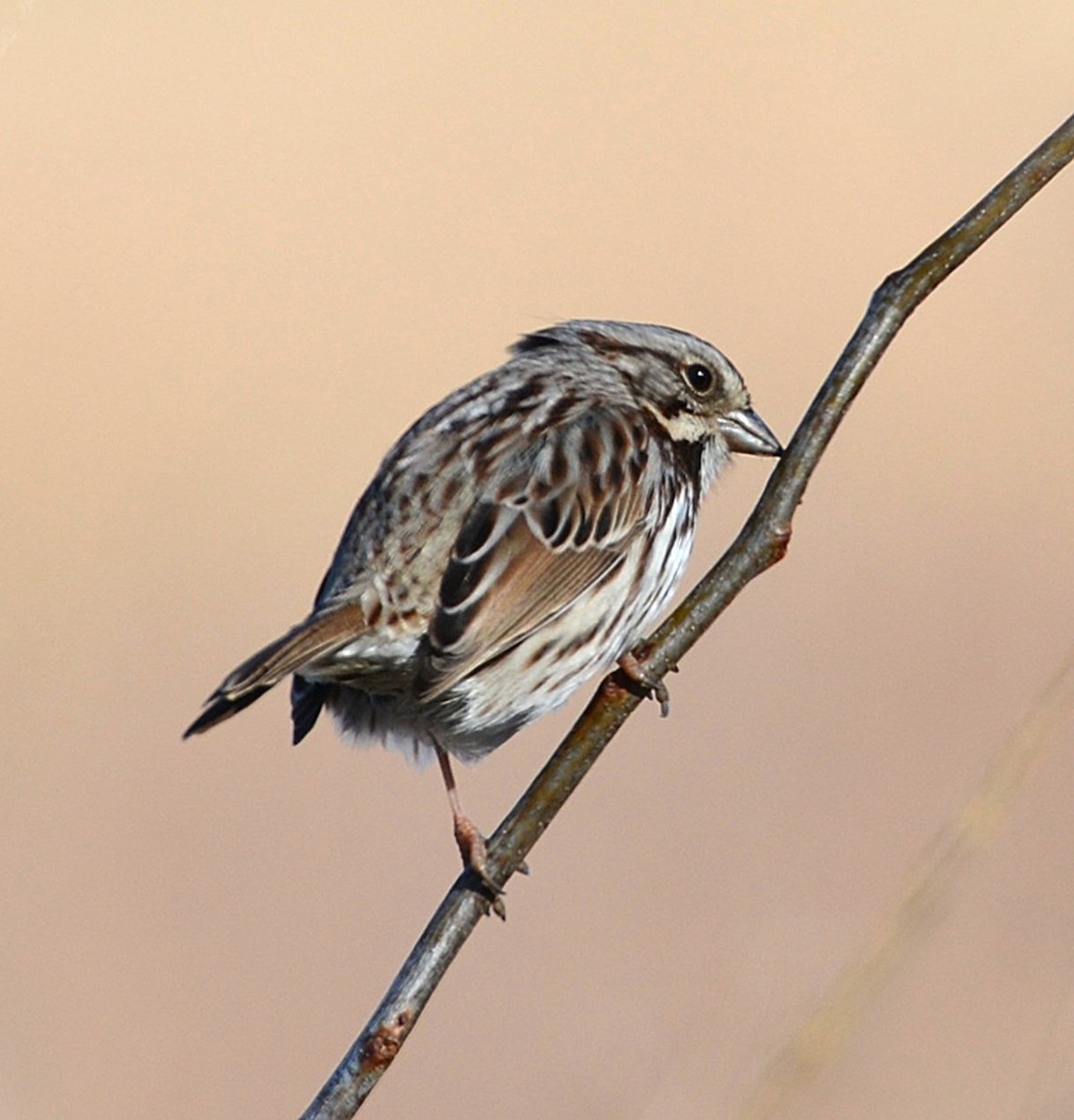 Song Sparrow - ML649003134
