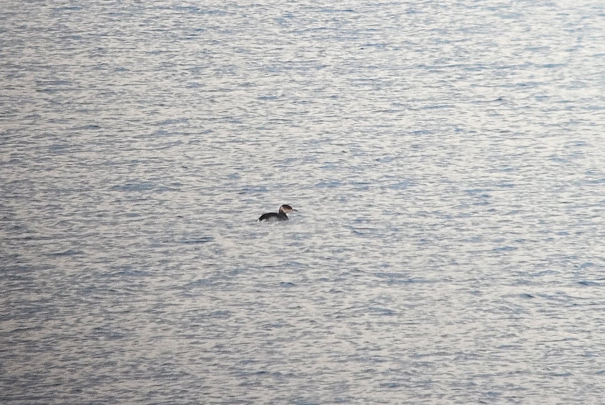 Red-necked Grebe - ML649003142