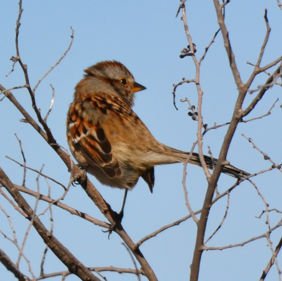 American Tree Sparrow - ML649003222