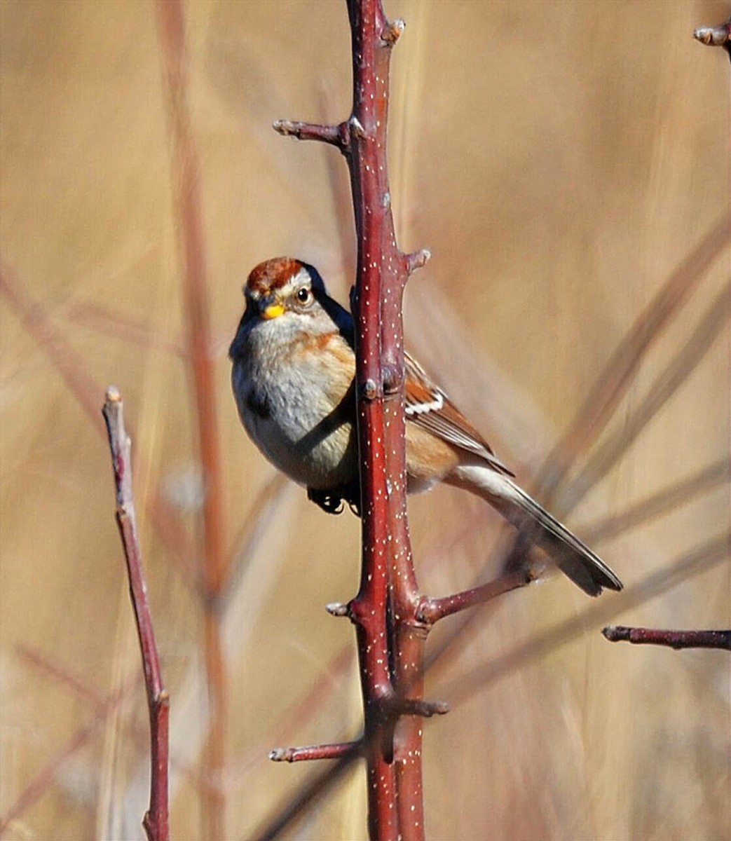 American Tree Sparrow - ML649003223