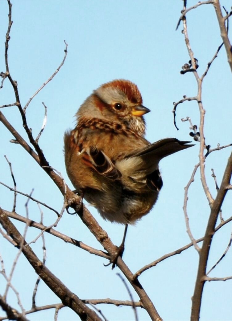 American Tree Sparrow - ML649003224