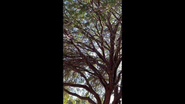 Magellandrossel - ML649003517