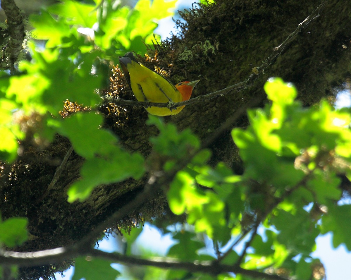 Western Tanager - ML649003715