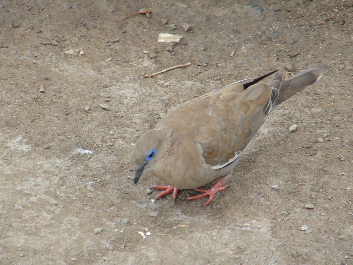 West Peruvian Dove - ML649003717