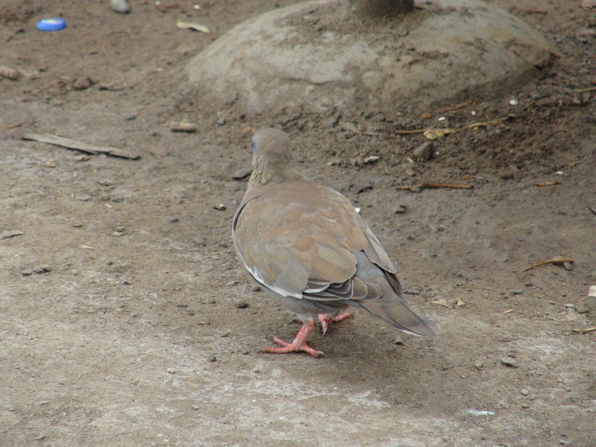West Peruvian Dove - ML649003722