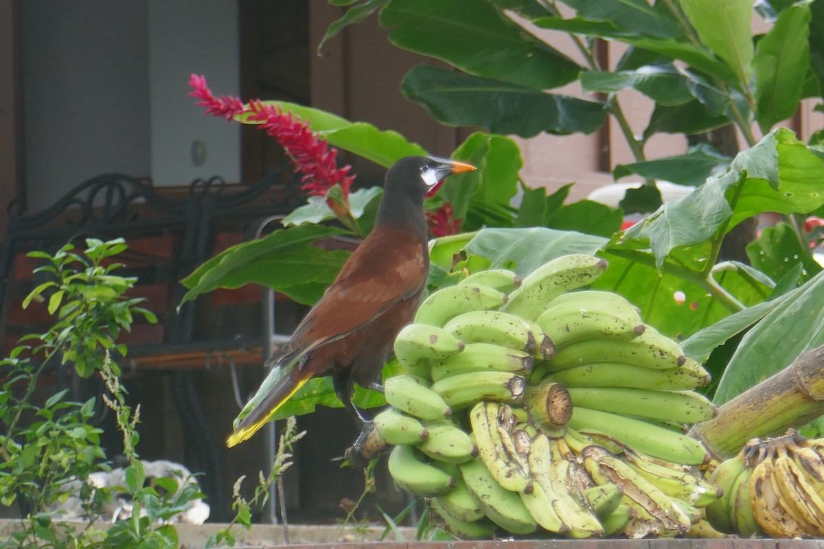 Montezuma Oropendola - ML649003723