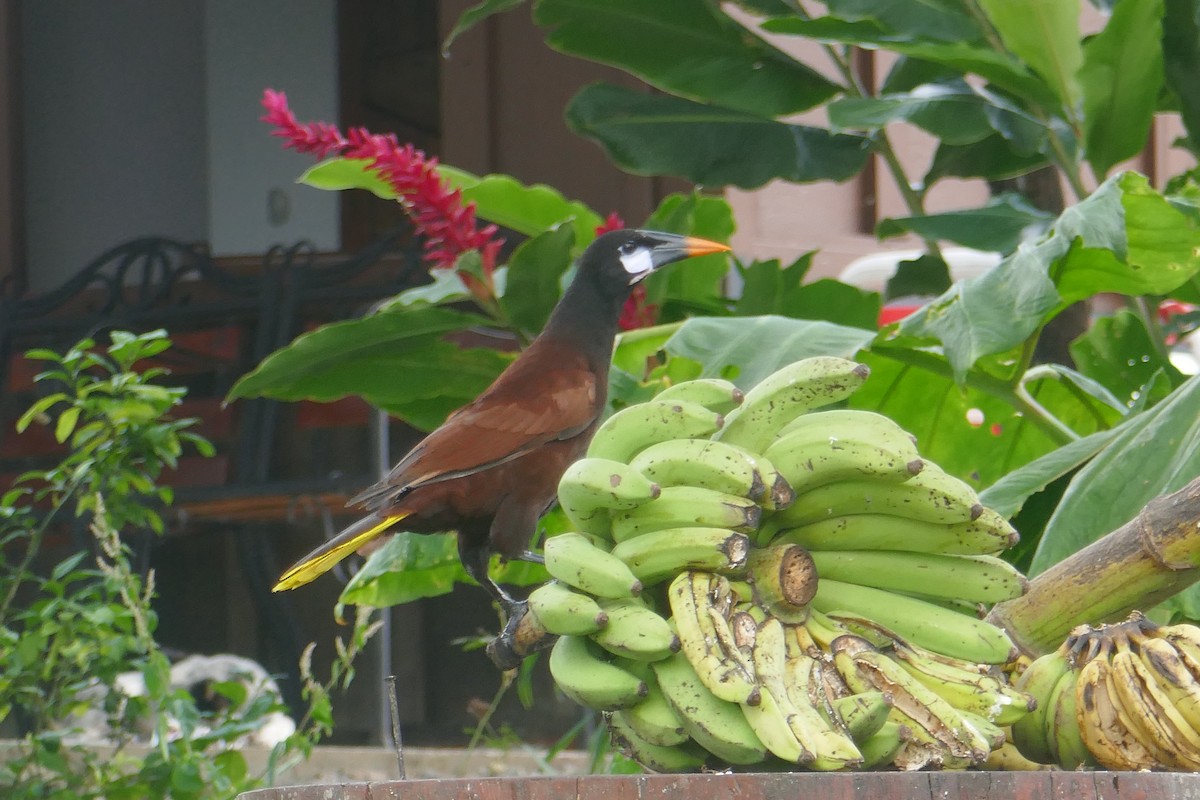 Montezuma Oropendola - ML649003724
