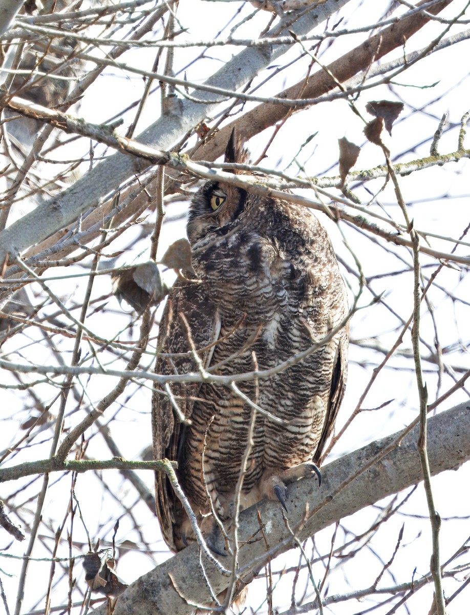 Great Horned Owl - ML649003725