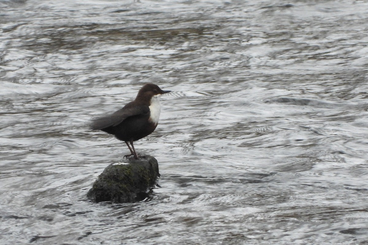 White-throated Dipper - ML649003727