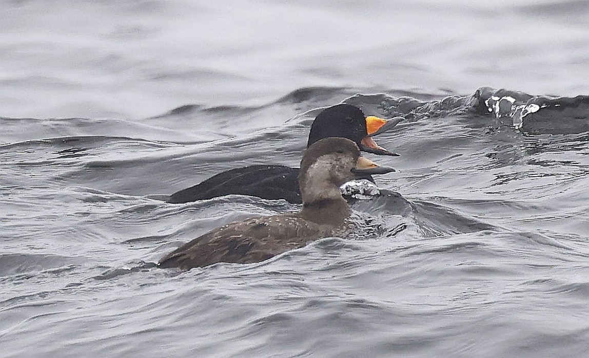 Black Scoter - ML649003730