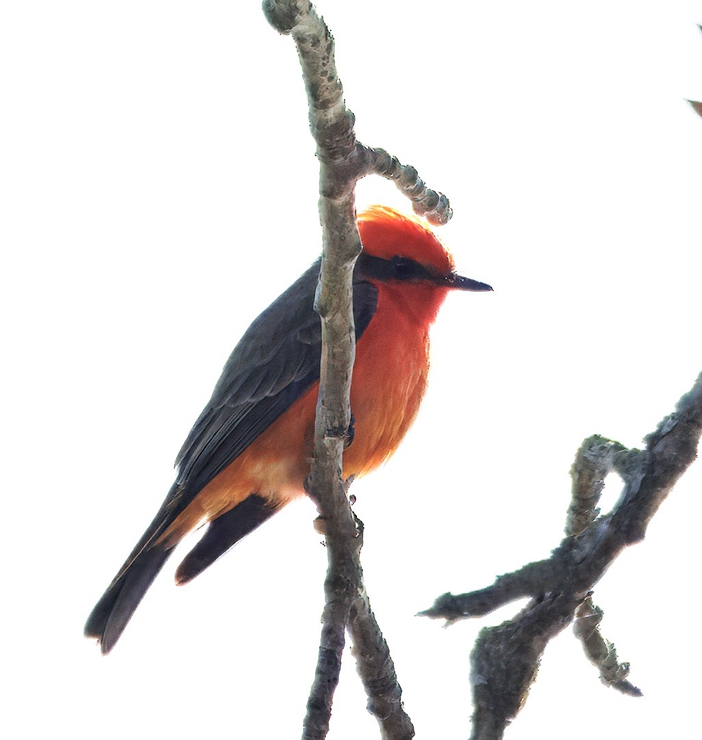 Vermilion Flycatcher - ML649003733