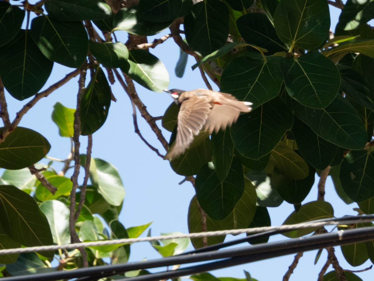 Red-whiskered Bulbul - ML649003742