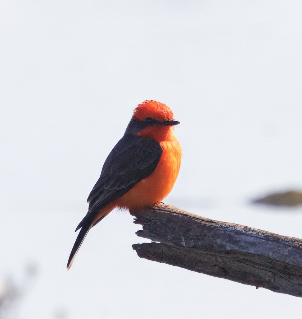 Vermilion Flycatcher - ML649003749