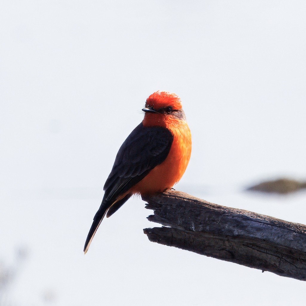 Vermilion Flycatcher - ML649003750