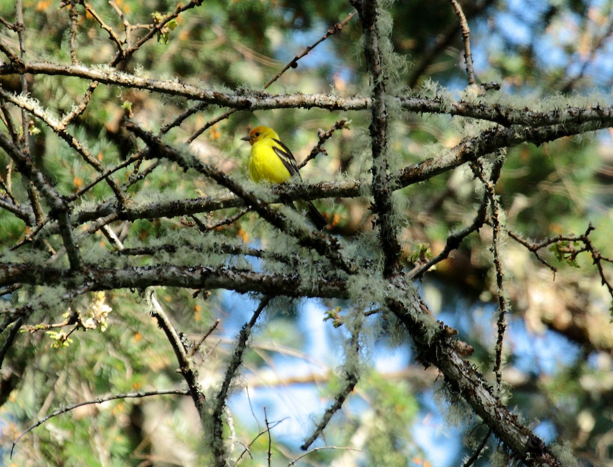 Western Tanager - ML649003753