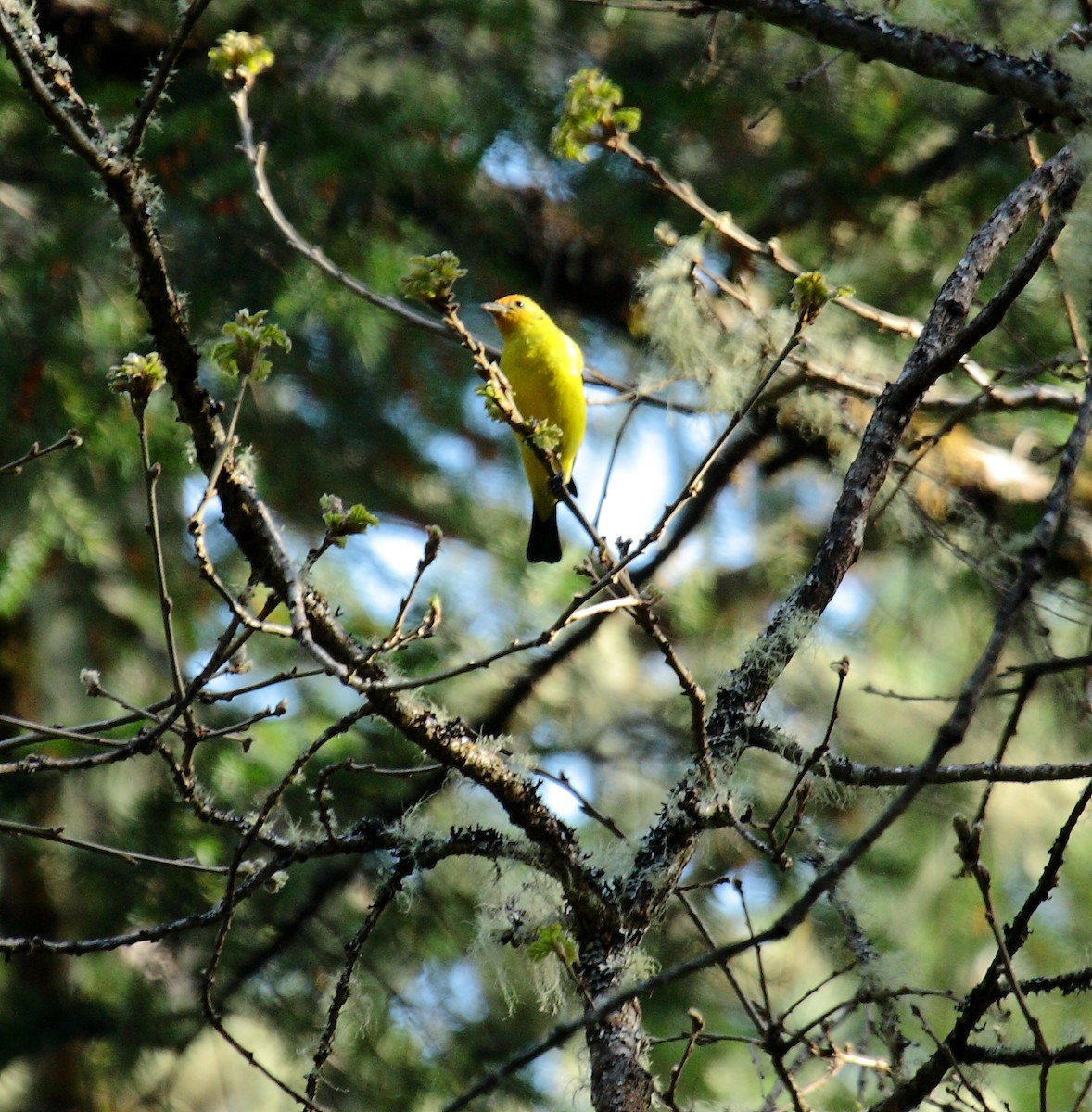 Western Tanager - ML649003754