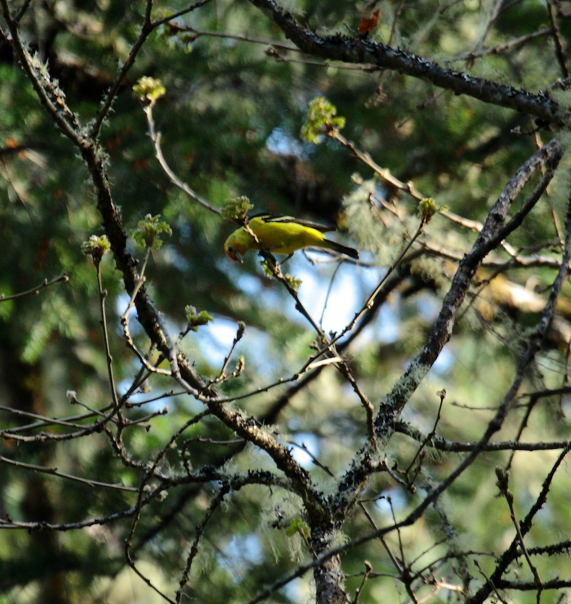 Western Tanager - ML649003755