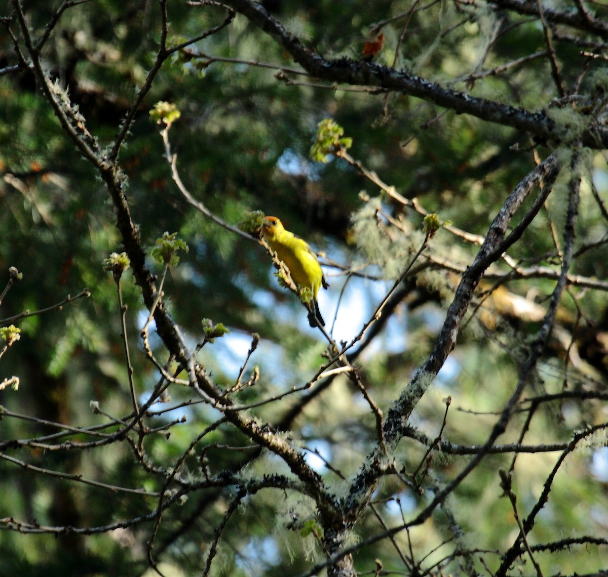 Western Tanager - ML649003756