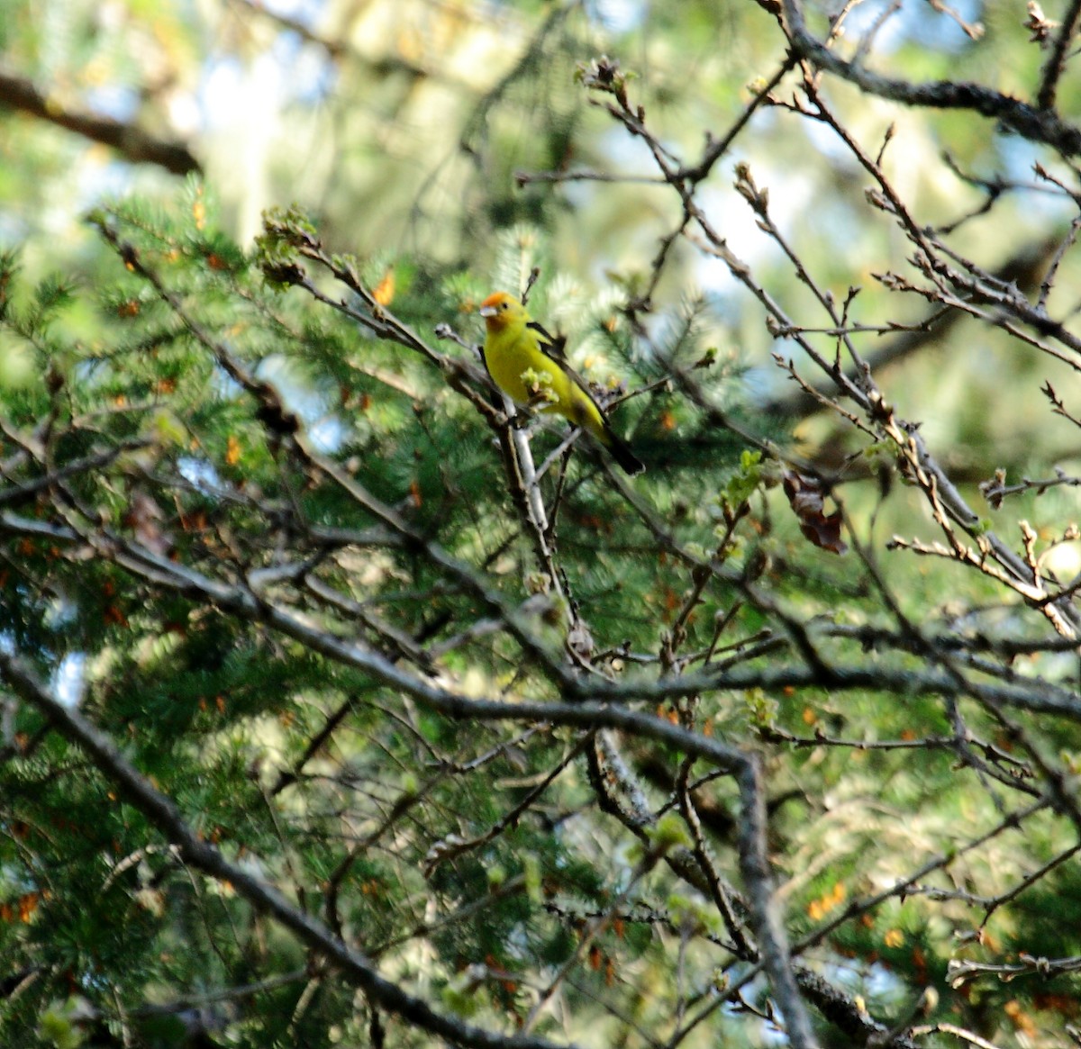 Western Tanager - ML649003757
