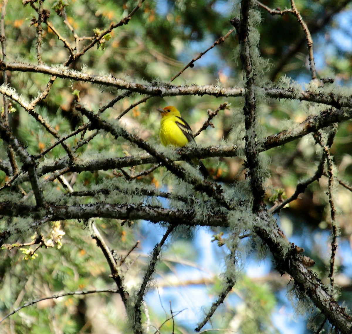 Western Tanager - ML649003758