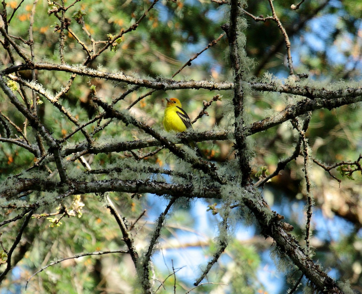Western Tanager - ML649003760