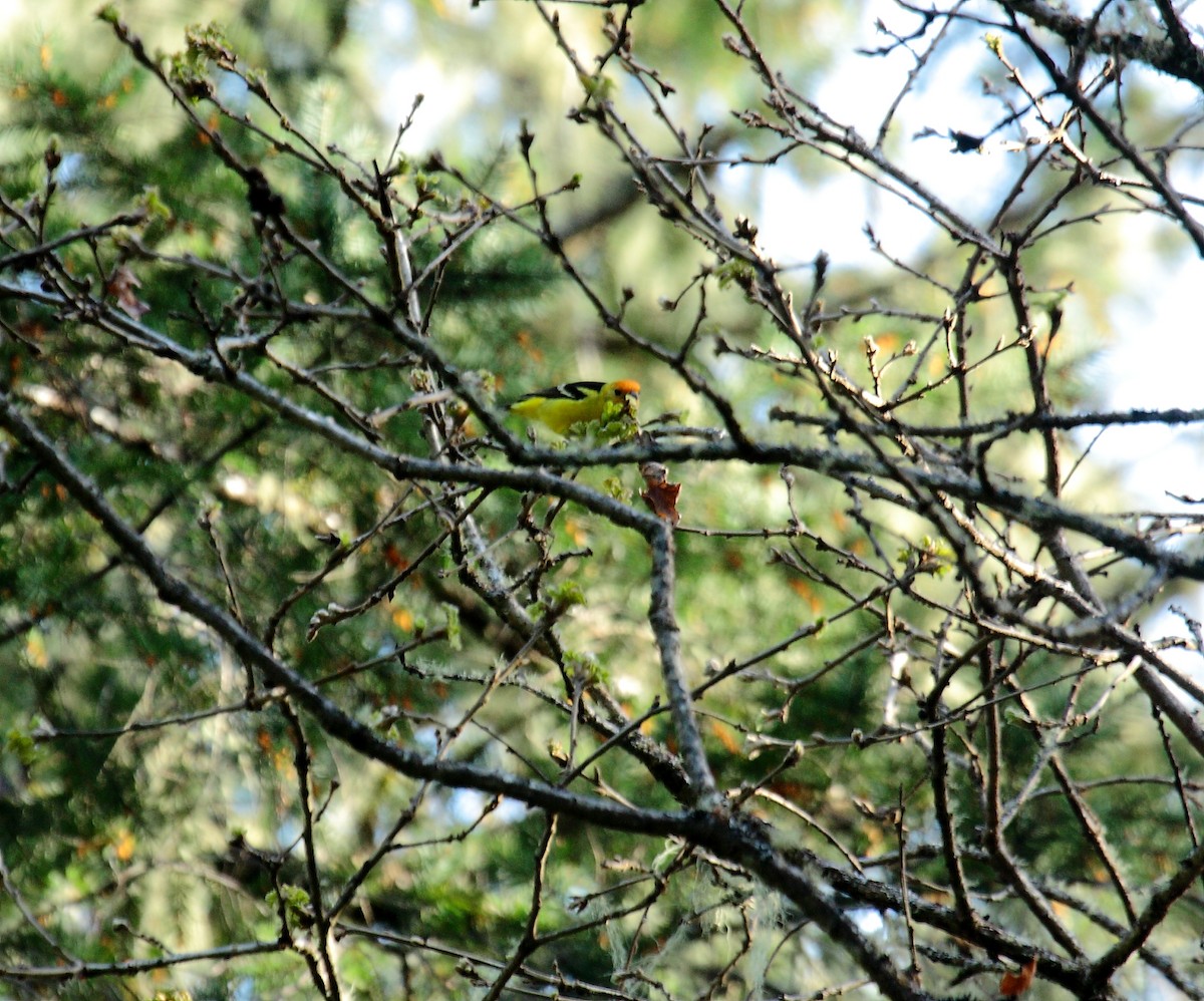 Western Tanager - ML649003761