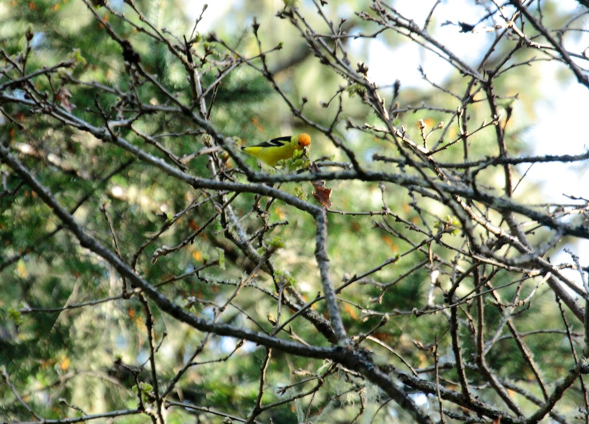Western Tanager - ML649003762