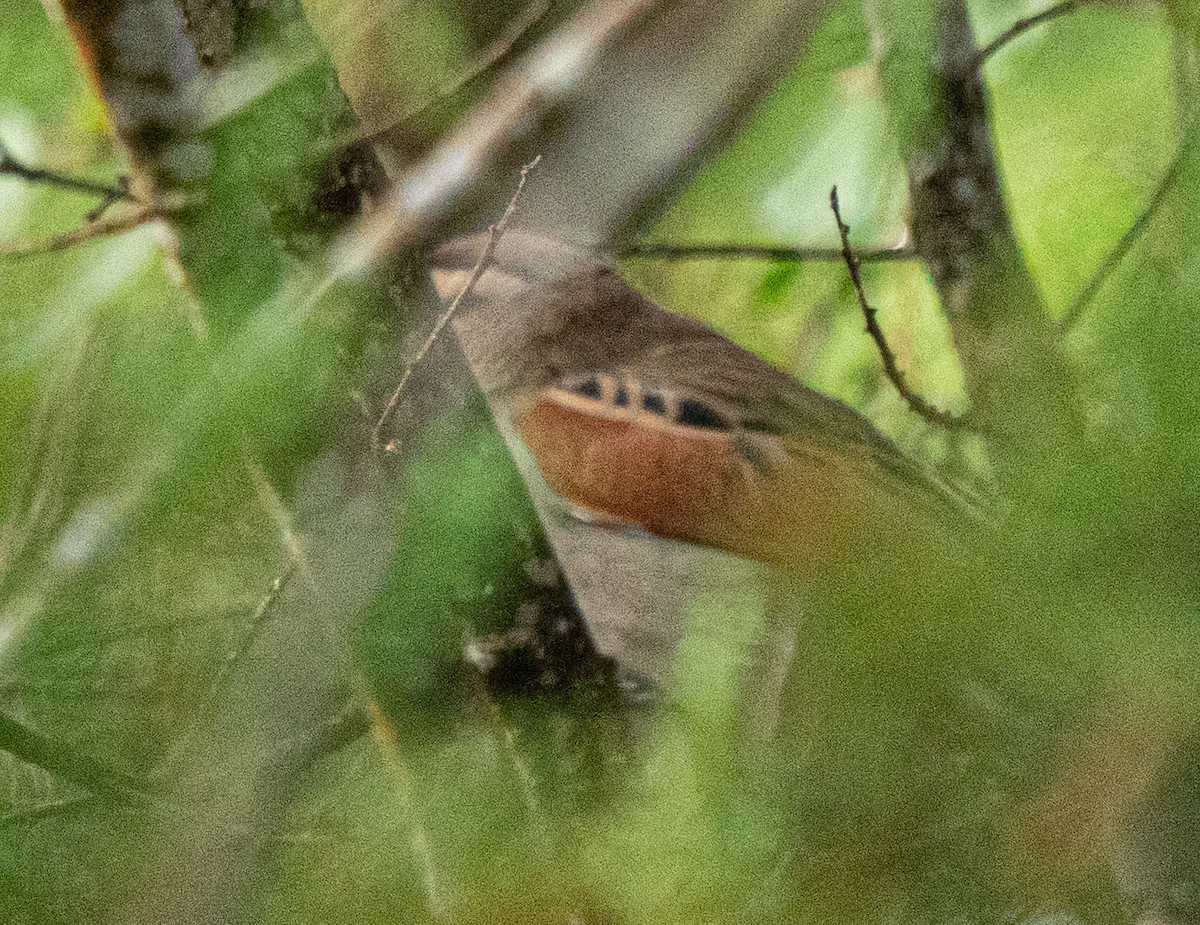 Scaly Spurfowl - ML649003780