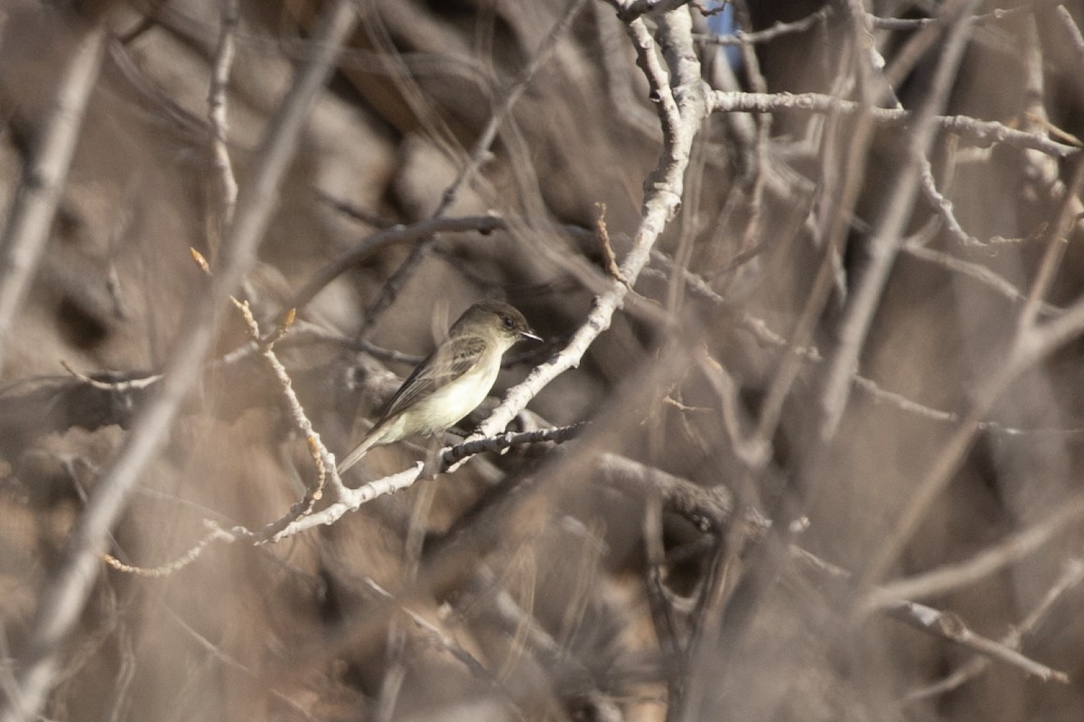 Светлобрюхий фиби - ML649004245