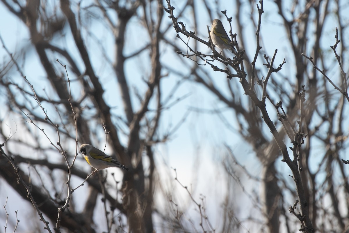 Lawrence's Goldfinch - ML649004277