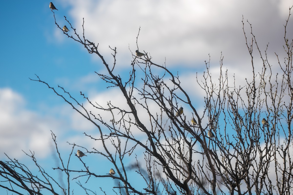 Lawrence's Goldfinch - ML649004279