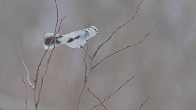 Taigaraubwürger - ML649004350