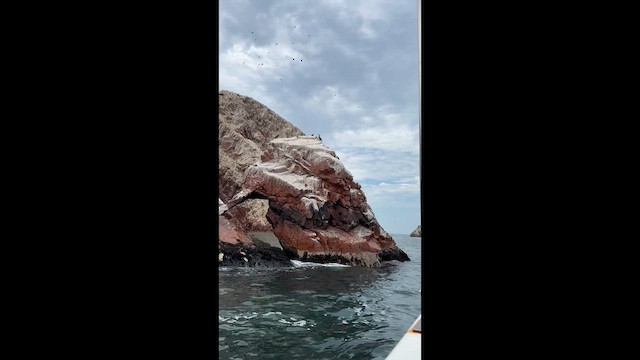 Guanotölpel - ML649004437