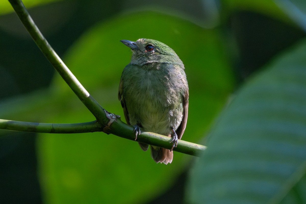 Velvety Manakin - ML649004491