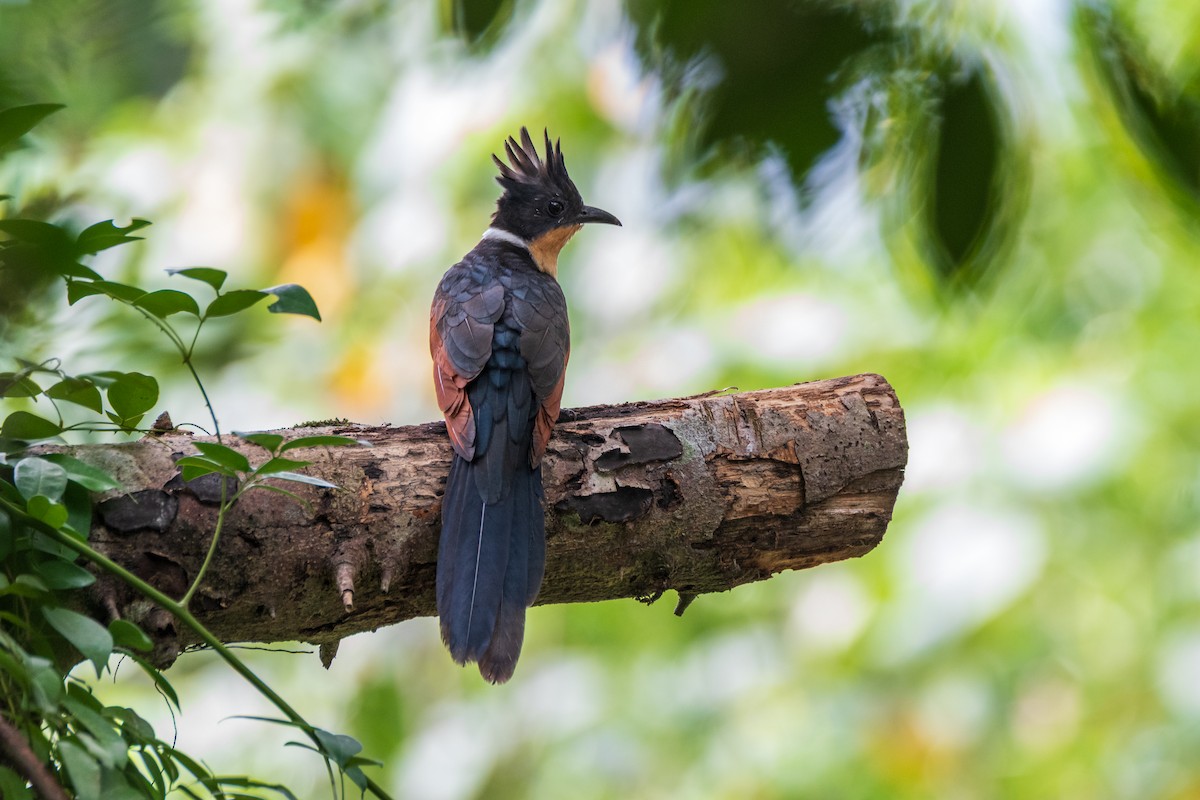 Chestnut-winged Cuckoo - ML649004530