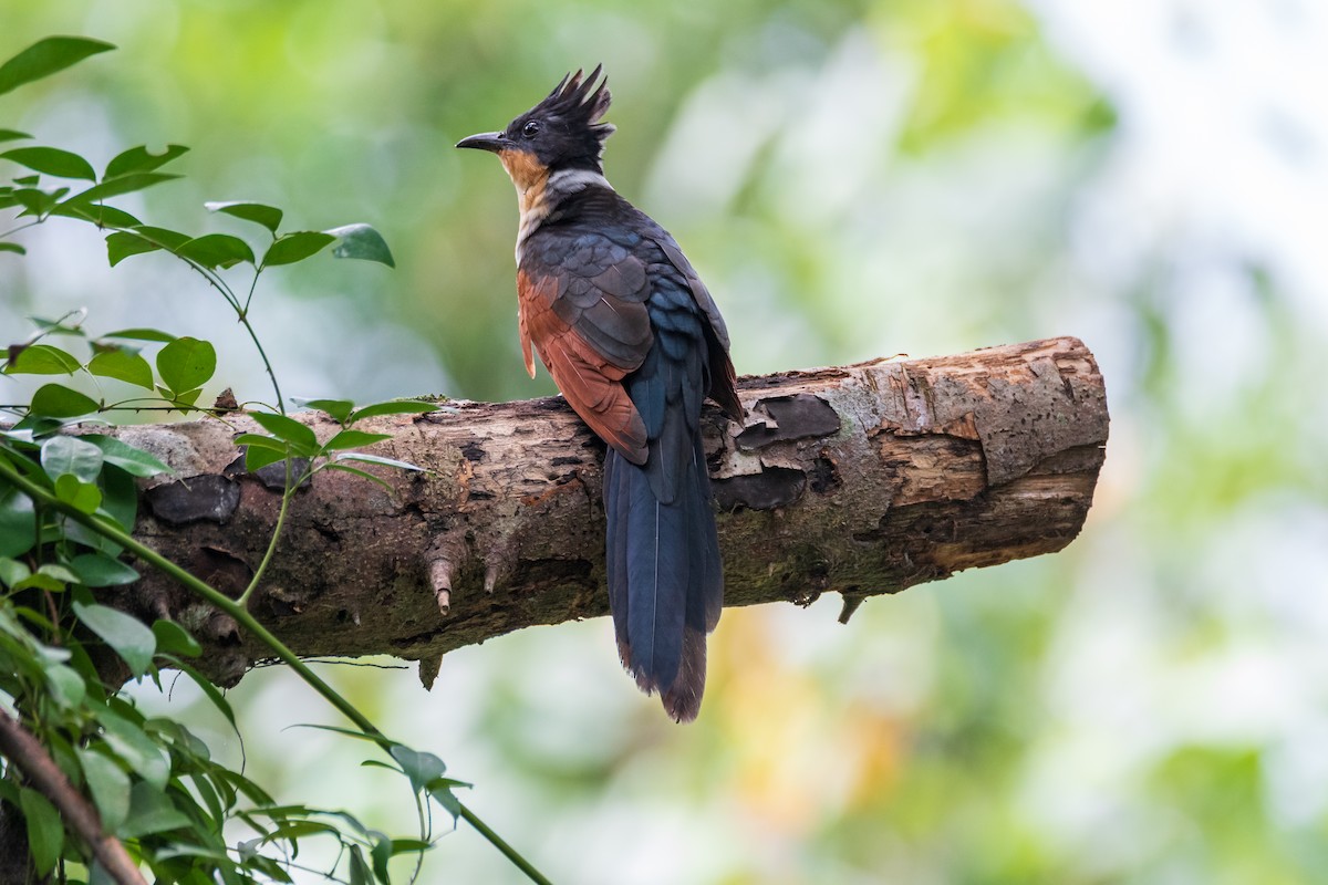 Chestnut-winged Cuckoo - ML649004531