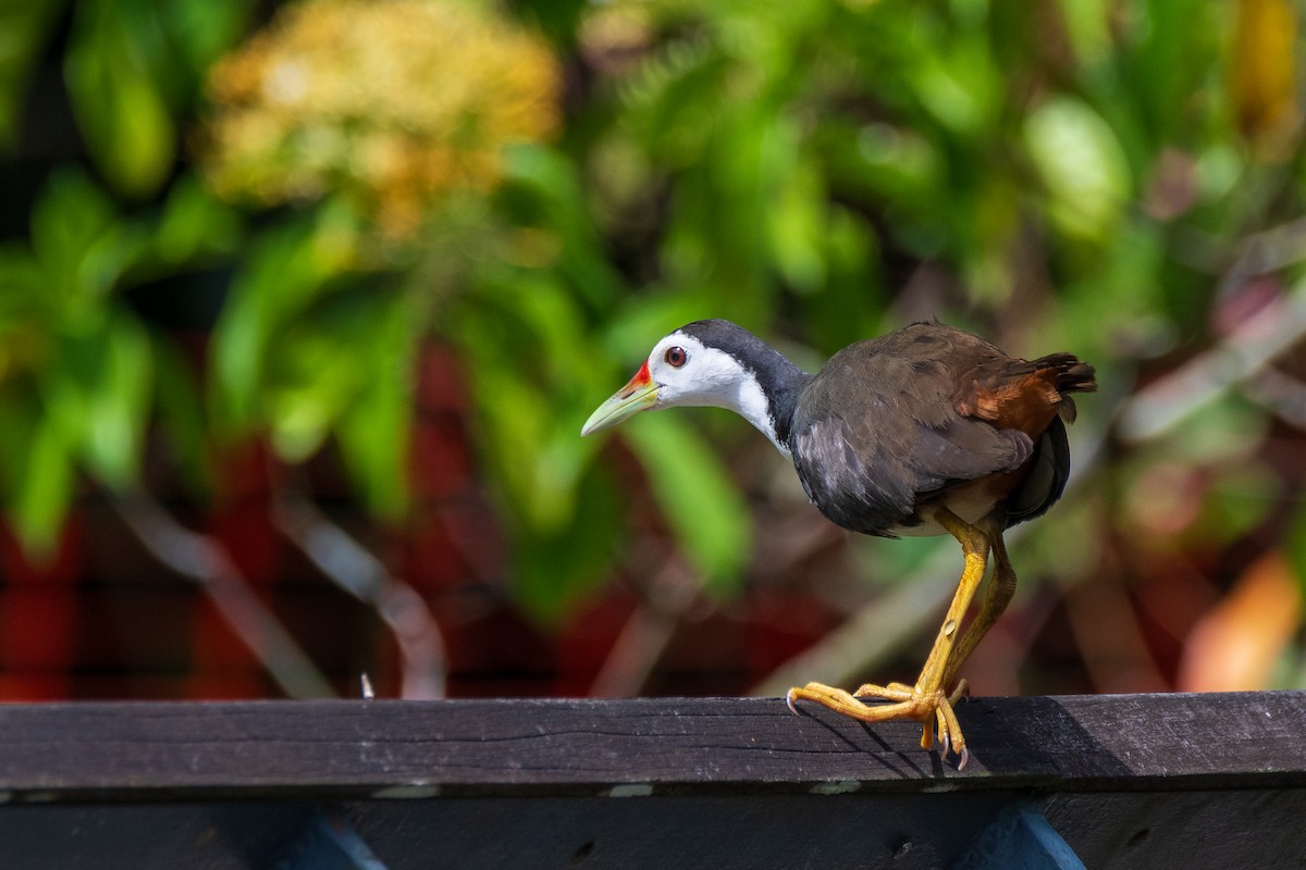 White-breasted Waterhen - ML649004578