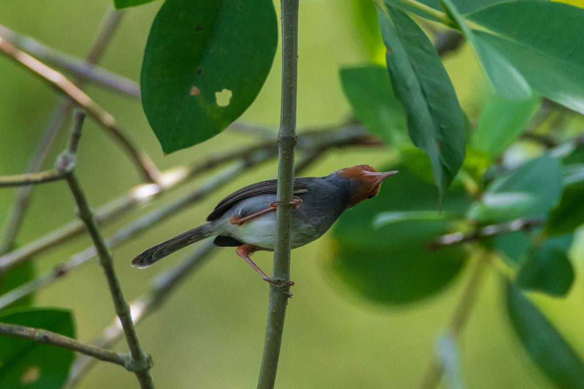 Ashy Tailorbird - ML649004601