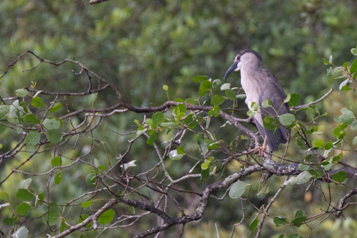 Black-crowned Night Heron - ML649004625