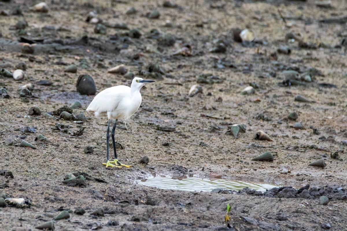 Little Egret - ML649004659