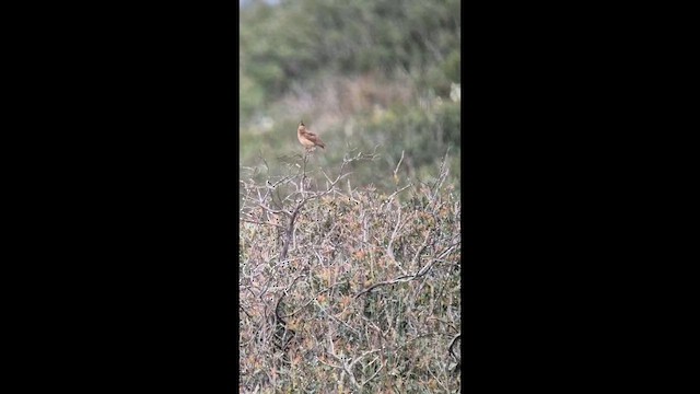 Theklalerche - ML649004683